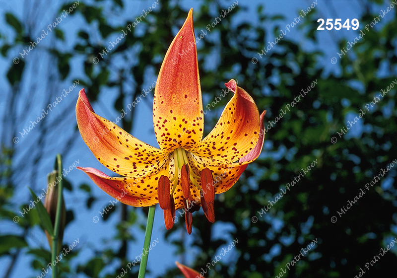 Lilium canadense (Canada Lily, Liliaceae)